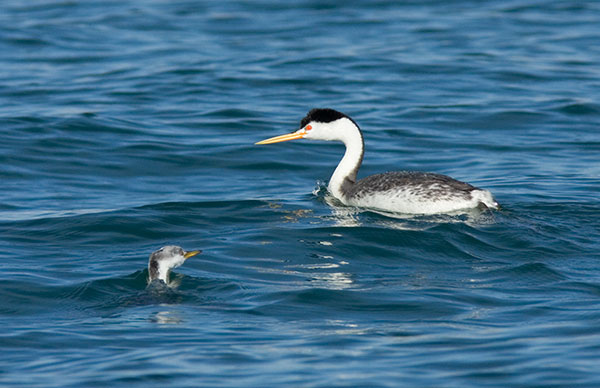 Clark's Grebe Aechmophorus clarkii 
