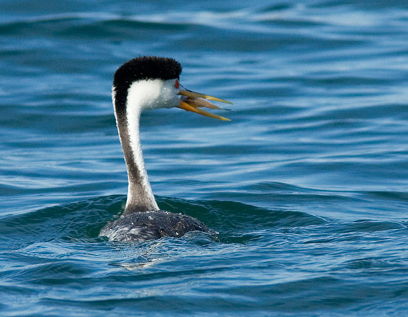Clark's Grebe Aechmophorus clarkii 