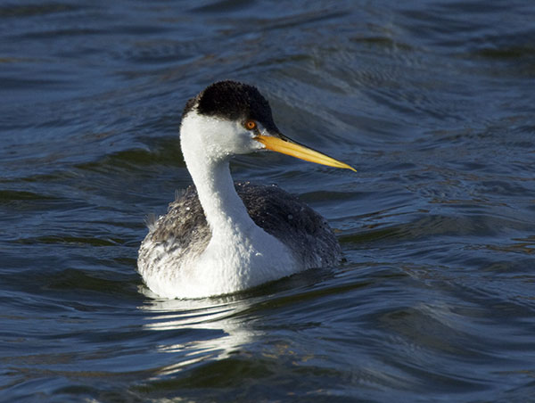 Clark's Grebe Aechmophorus clarkii 