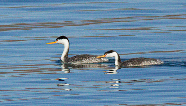 Clark's Grebe Aechmophorus clarkii 