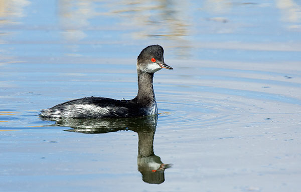 Eared Grebe Podiceps nigricollis