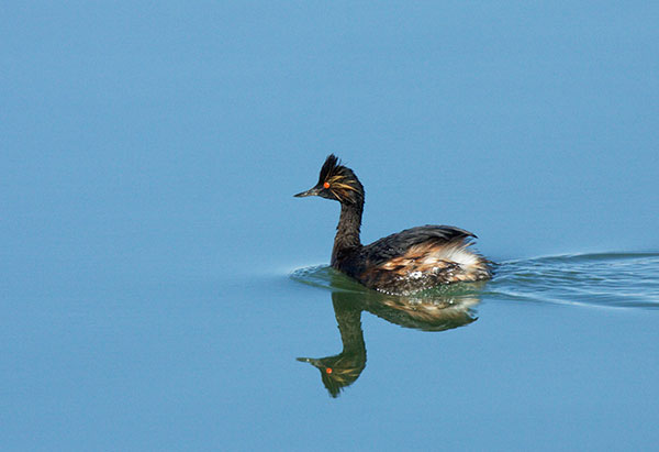 Eared Grebe Podiceps nigricollis