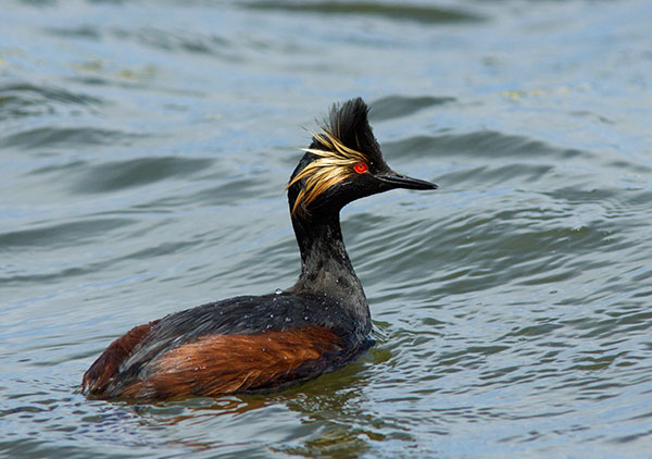 Eared Grebe Podiceps nigricollis