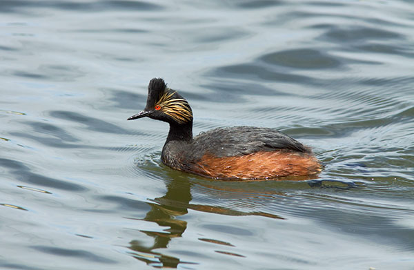 Eared Grebe Podiceps nigricollis