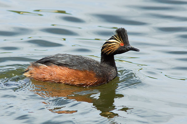 Eared Grebe Podiceps nigricollis