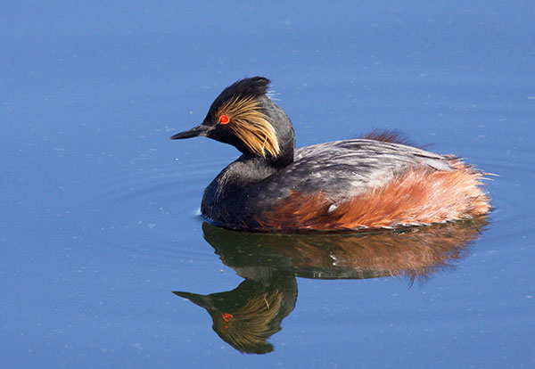 Eared Grebe Podiceps nigricollis