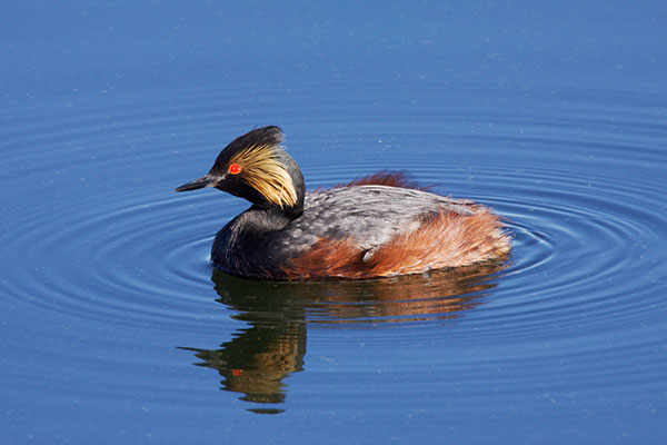 Eared Grebe Podiceps nigricollis