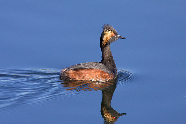 Eared Grebe Podiceps nigricollis