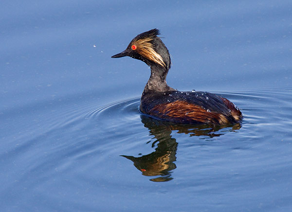 Eared Grebe Podiceps nigricollis