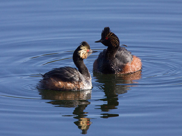 Eared Grebe Podiceps nigricollis