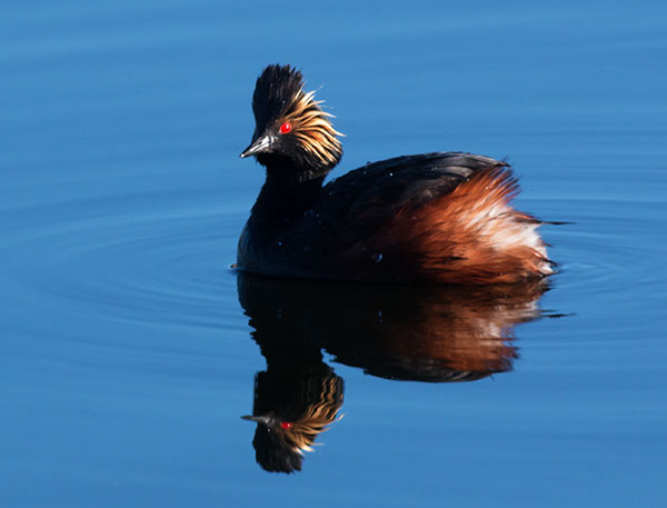 Eared Grebe Podiceps nigricollis