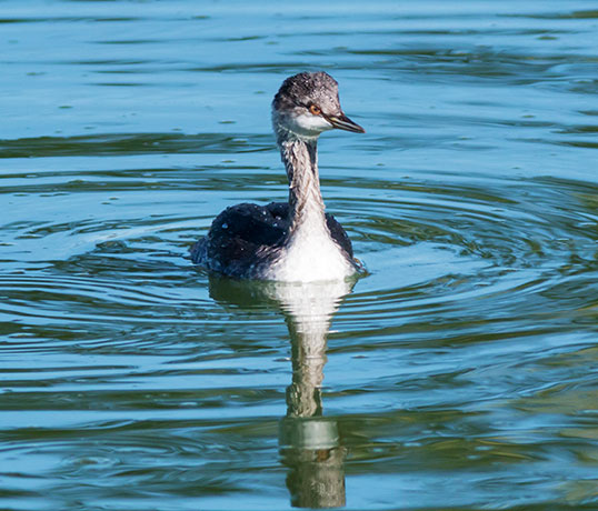 Eared Grebe Podiceps nigricollis