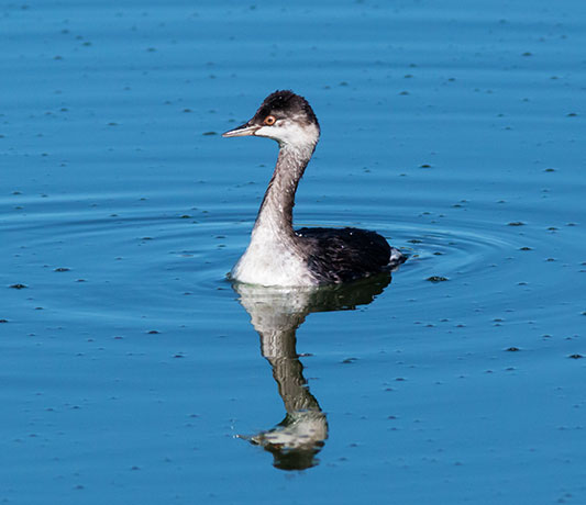 Eared Grebe Podiceps nigricollis