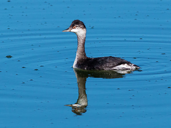 Eared Grebe Podiceps nigricollis