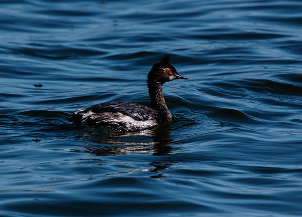 Eared Grebe Podiceps nigricollis