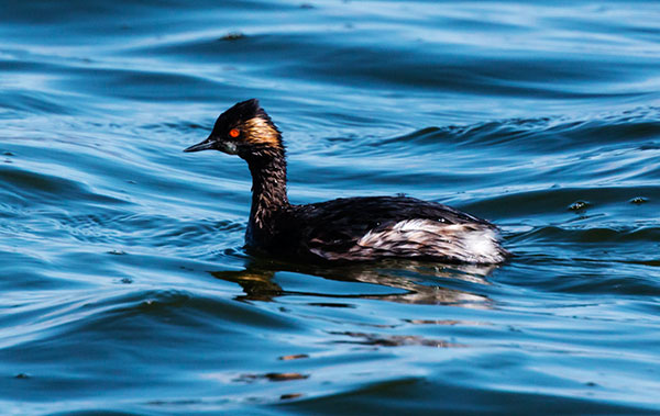 Eared Grebe Podiceps nigricollis
