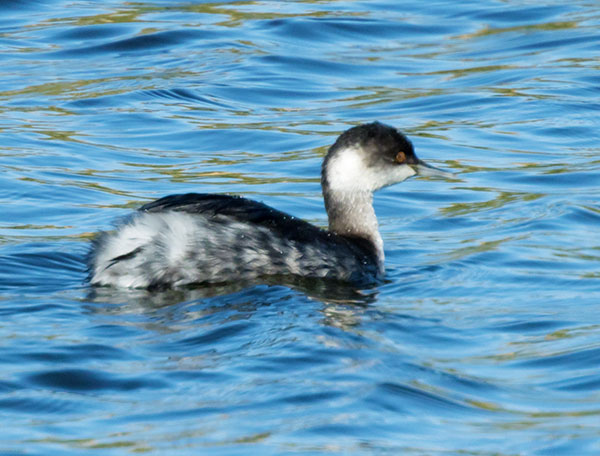 Eared Grebe Podiceps nigricollis