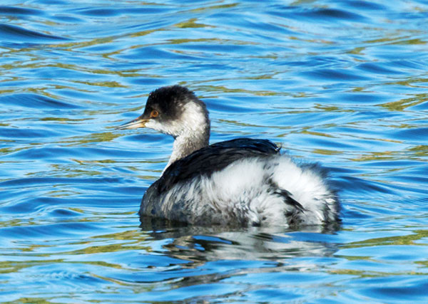 Eared Grebe Podiceps nigricollis