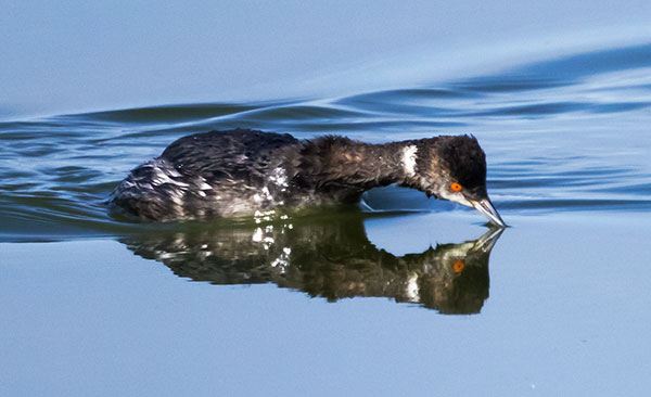 Eared Grebe Podiceps nigricollis