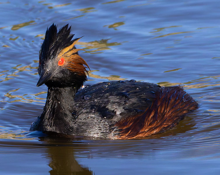 Eared Grebe Podiceps nigricollis