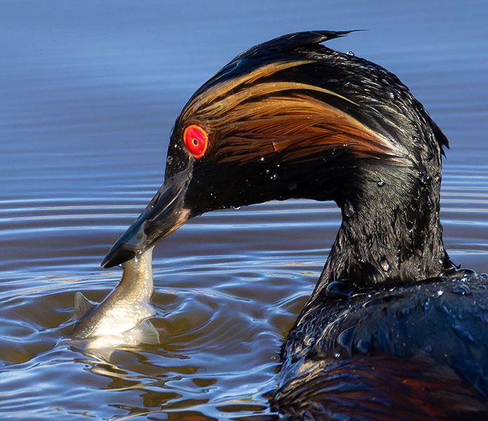 Eared Grebe Podiceps nigricollis