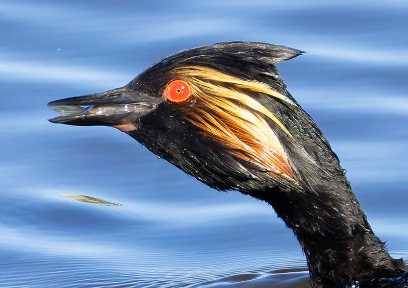 Eared Grebe Podiceps nigricollis