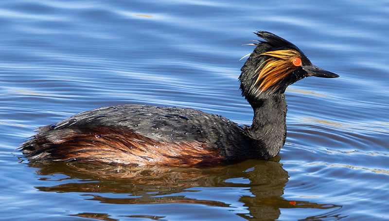 Eared Grebe Podiceps nigricollis