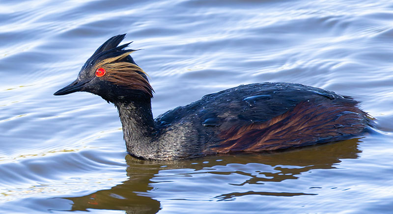 Eared Grebe Podiceps nigricollis