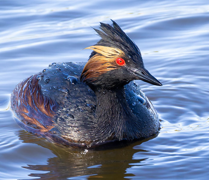 Eared Grebe Podiceps nigricollis