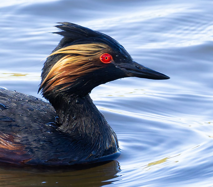 Eared Grebe Podiceps nigricollis