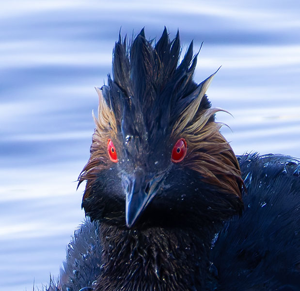 Eared Grebe Podiceps nigricollis
