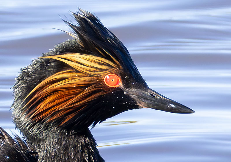 Eared Grebe Podiceps nigricollis