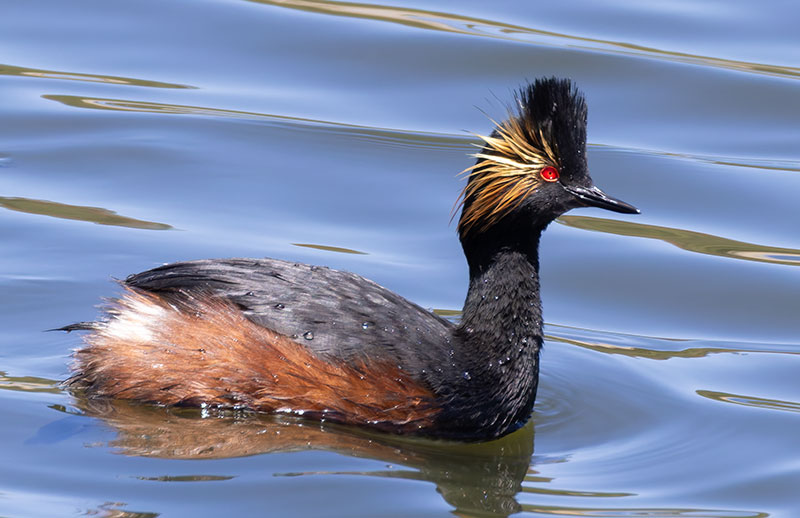 Eared Grebe Podiceps nigricollis