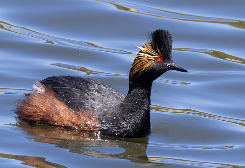 Eared Grebe Podiceps nigricollis