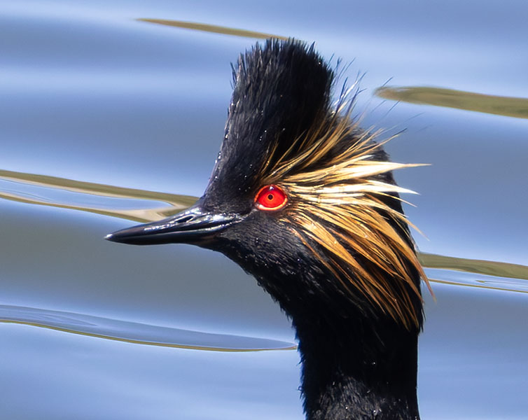 Eared Grebe Podiceps nigricollis