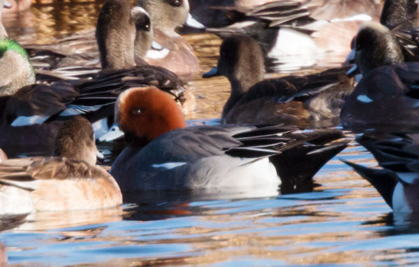 Eurasian Wigeon Anas penelope 