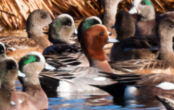 Eurasian Wigeon Anas penelope 