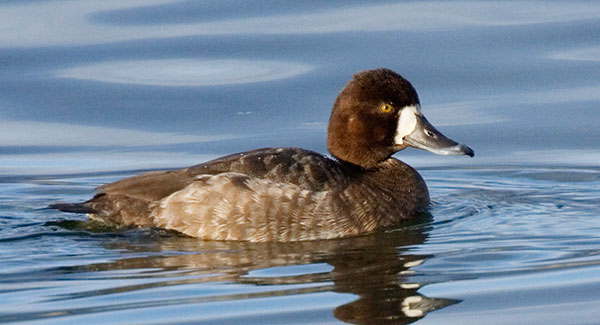 Greater Scaup Aythya marila