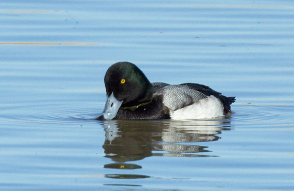 Greater Scaup Aythya marila