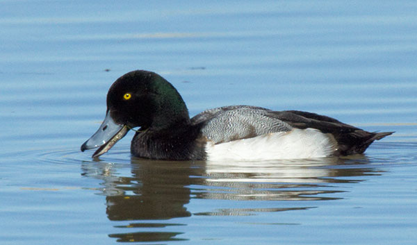 Greater Scaup Aythya marila