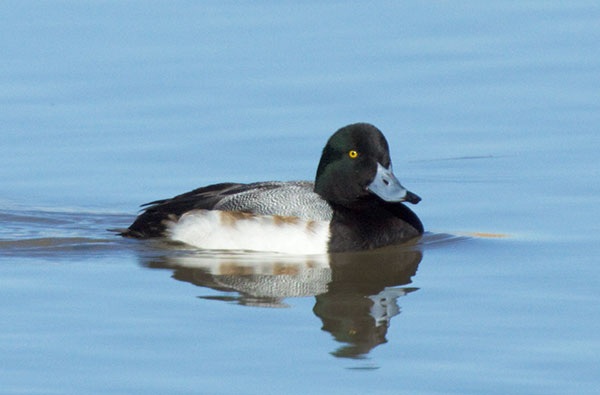 Greater Scaup Aythya marila