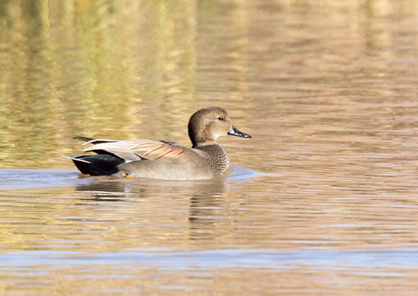 Gadwall Anas strepera 
