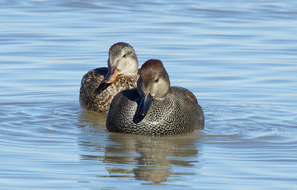 Gadwall Anas strepera 