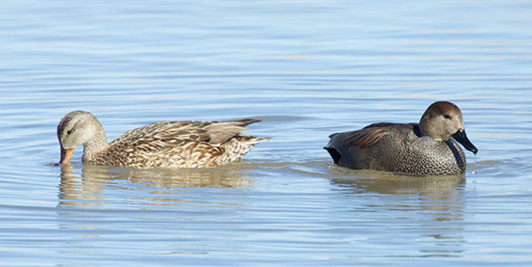 Gadwall Anas strepera 