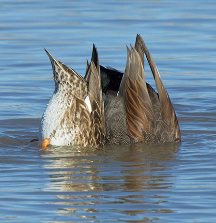 Gadwall Anas strepera 