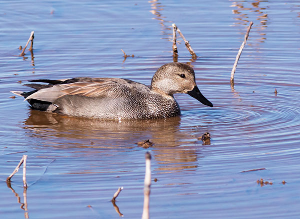 Gadwall Anas strepera 