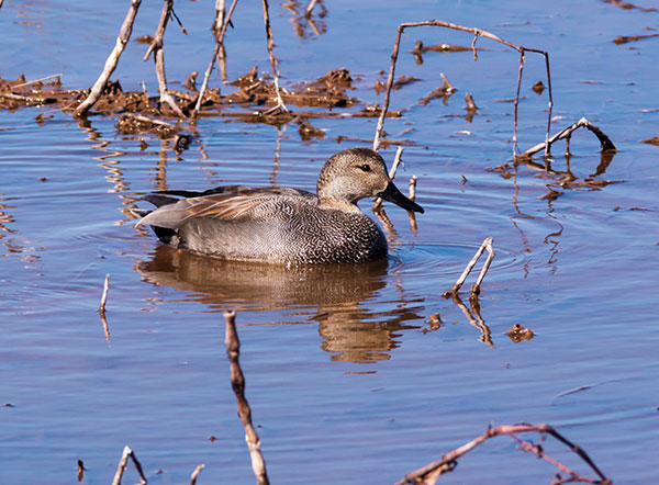 Gadwall Anas strepera 