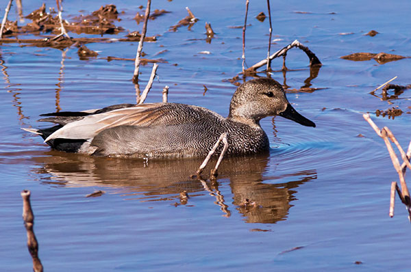 Gadwall Anas strepera 