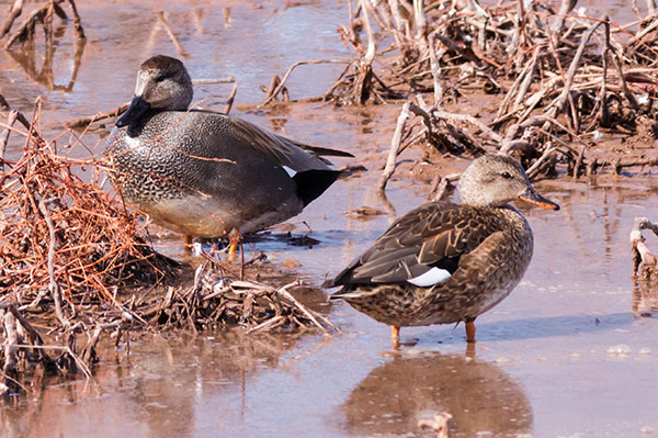 Gadwall Anas strepera 