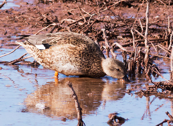 Gadwall Anas strepera 